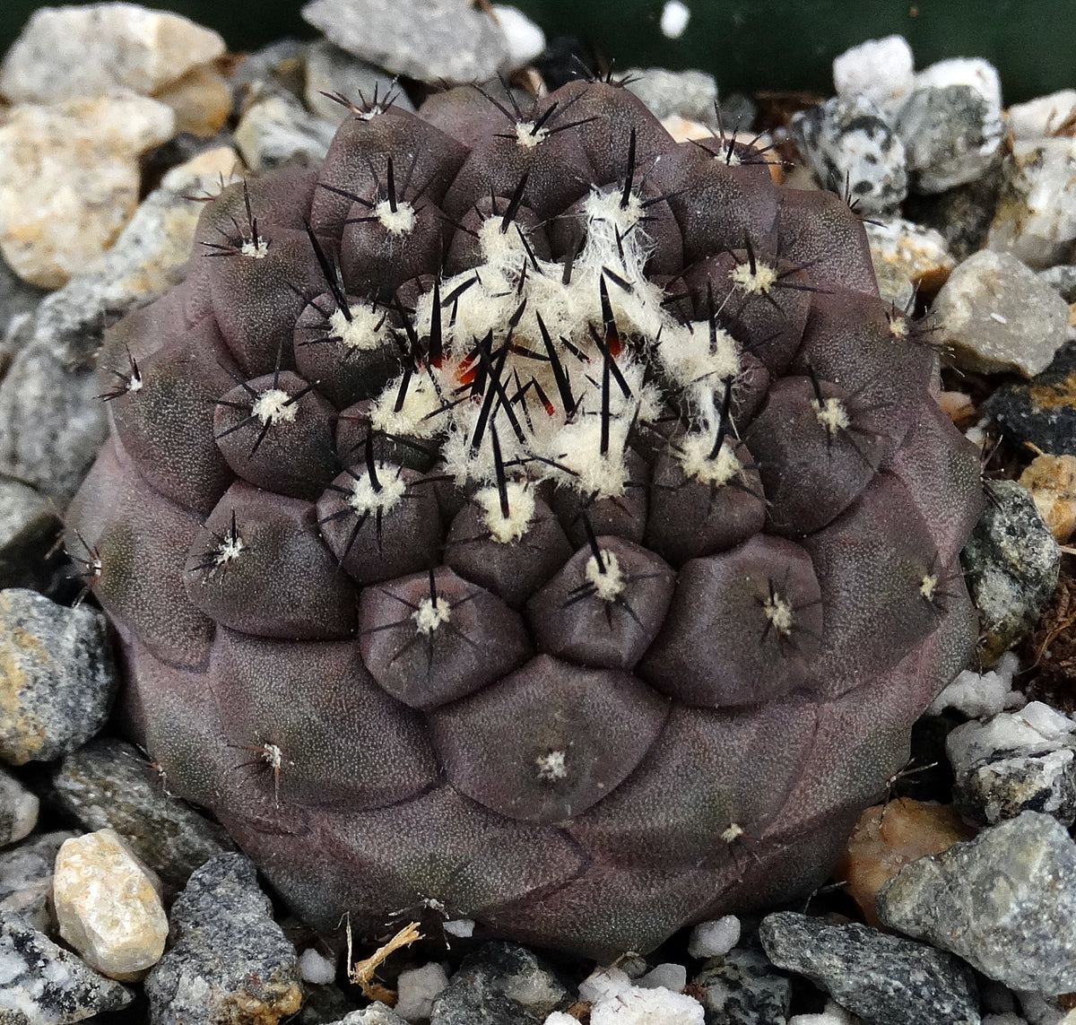 羅本製所　POH COPIAPA ❤️🌱 羅本製所黑王丸（CRYSTALLIZATION) COPIAPOA CINEREA
