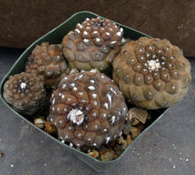 Load image into Gallery viewer, Copiapoa hypogaea Clumping plant