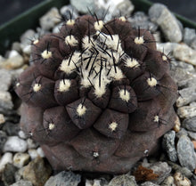 Load image into Gallery viewer, Copiapoa hypogaea (Purplish plants)