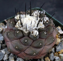 Load image into Gallery viewer, Copiapoa hypogaea (Purplish plants)