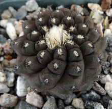 Load image into Gallery viewer, Copiapoa hypogaea (Purplish plants)