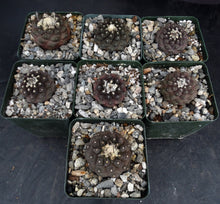 Load image into Gallery viewer, Copiapoa hypogaea (Purplish plants)