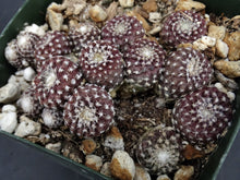 Load image into Gallery viewer, Copiapoa laui Own Roots