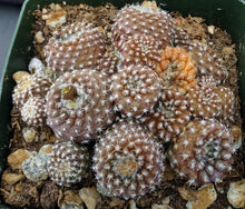 Load image into Gallery viewer, Copiapoa laui Own Roots
