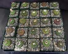 Load image into Gallery viewer, Copiapoa esmereldana