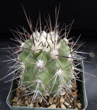 Load image into Gallery viewer, Copiapoa lembckei