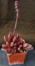 Load image into Gallery viewer, Crassula clavata