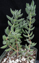 Load image into Gallery viewer, Crassula mesembryanthemoides