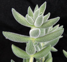 Load image into Gallery viewer, Crassula mesembryanthemoides