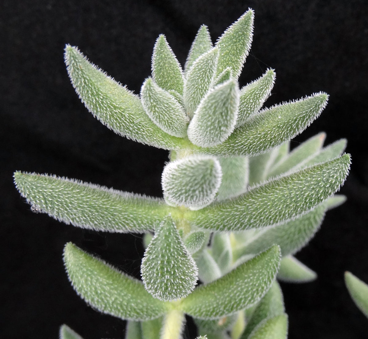 crassula mesembryanthemoides succulent Crassula mesembryanthemoides – Kyle's Plants