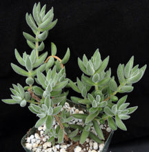 Load image into Gallery viewer, Crassula mesembryanthemoides
