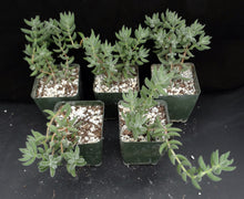 Load image into Gallery viewer, Crassula mesembryanthemoides