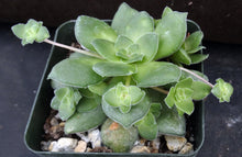 Load image into Gallery viewer, Crassula orbicularis