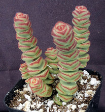 Load image into Gallery viewer, Crassula 'Baby's Necklace'