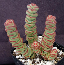 Load image into Gallery viewer, Crassula 'Baby's Necklace'