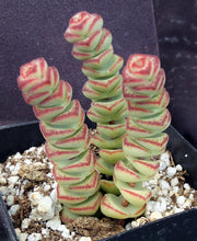 Load image into Gallery viewer, Crassula 'Baby's Necklace'