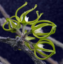 Load image into Gallery viewer, Cynanchum marnierianum