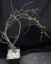 Load image into Gallery viewer, Cynanchum marnierianum