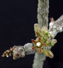 Load image into Gallery viewer, Cynanchum aphyllum *Uncommon Gray Form!*
