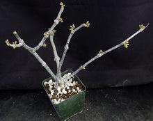 Load image into Gallery viewer, Cynanchum aphyllum *Uncommon Gray Form!*