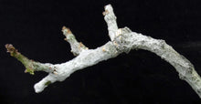 Load image into Gallery viewer, Cynanchum aphyllum *Uncommon Gray Form!*