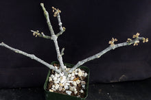Load image into Gallery viewer, Cynanchum aphyllum *Uncommon Gray Form!*
