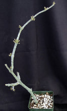 Load image into Gallery viewer, Cynanchum aphyllum *Uncommon Gray Form!*