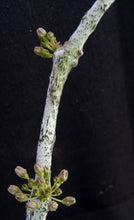 Load image into Gallery viewer, Cynanchum aphyllum *Uncommon Gray Form!*