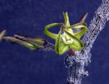 Load image into Gallery viewer, Cynanchum marnierianum