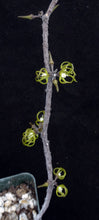 Load image into Gallery viewer, Cynanchum marnierianum