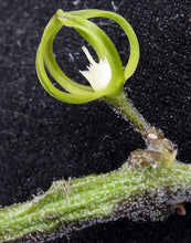 Load image into Gallery viewer, Cynanchum marnierianum