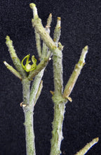 Load image into Gallery viewer, Cynanchum marnierianum