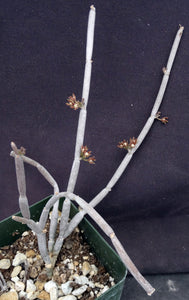 Cynanchum socotranum (Sarcostemma)
