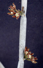 Load image into Gallery viewer, Cynanchum cf. socotranum (Sarcostemma)