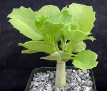 Load image into Gallery viewer, Cyphostemma cirrhosum