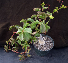 Load image into Gallery viewer, Cyphostemma cirrhosum Big Plant!