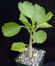 Load image into Gallery viewer, Cyphostemma cirrhosum