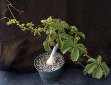 Load image into Gallery viewer, Cyphostemma cirrhosum Big Plant!