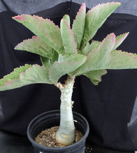 Load image into Gallery viewer, Cyphostemma juttae (C) Big Plants! 14" tall caudex