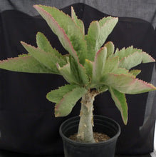 Load image into Gallery viewer, Cyphostemma juttae (C) Big Plants! 14" tall caudex