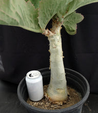 Load image into Gallery viewer, Cyphostemma juttae (C) Big Plants! 14" tall caudex