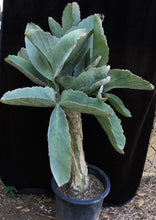 Load image into Gallery viewer, Cyphostemma juttae (D) Big Plant! 15" tall caudex