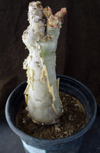 Load image into Gallery viewer, Cyphostemma juttae (D) Big Plant! 15" tall caudex