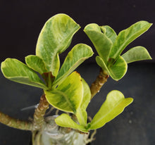Load image into Gallery viewer, Adenium 'Siam Aurora' Variegated! Grafted Hybrid (A)