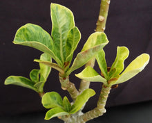 Load image into Gallery viewer, Adenium 'Siam Aurora' Variegated! Grafted Hybrid (A)