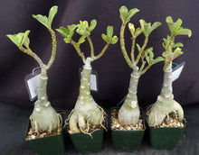 Load image into Gallery viewer, Adenium 'Siam Aurora' Variegated! Grafted Hybrid (A)