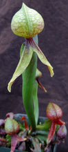 Load image into Gallery viewer, Darlingtonia californica