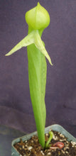 Load image into Gallery viewer, Darlingtonia californica