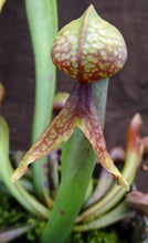 Load image into Gallery viewer, Darlingtonia californica