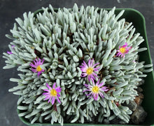 Load image into Gallery viewer, Delosperma sphalmanthoides